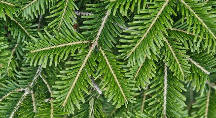 Texture of coniferous branches as plant background.