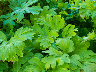 background of thickets of hogweed, leaves of hogweed close-up