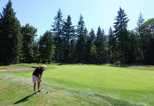 A man playing golf chipping his ball on the green towards the flagstick, surrounded by beautiful large trees and forest, in Campbell river, British Columbia, Canada.