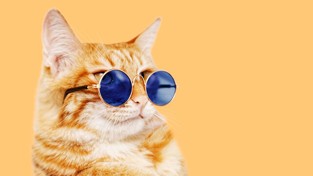 Closeup portrait of funny ginger cat wearing sunglasses