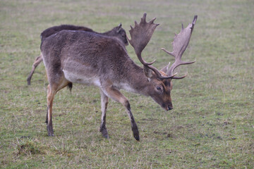 a herd of fallow deer grazing in the meadow