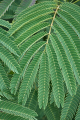 Texture of branches and leaves of Albizia as tropical background.