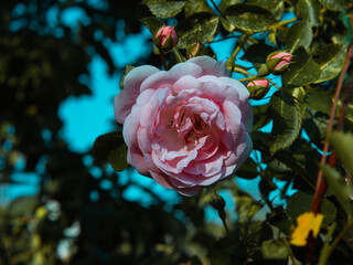 Delicate peach roses in full bloom in the garden. Close-up photo. Dark green background. Garden concept. Rose flower,