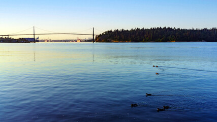 Ducks on Burrard Inlet on a summer morning, viewed from Ambleside Beach Walk with Stanley Park and Lionsgate Bridge in background