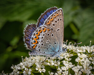 an orange-blue butterfly Plebeius argus sits on an inflorescence of small white flowers.