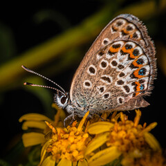 Fototapeta na wymiar a small orange-blue butterfly Plebeius argus sits on a yellow flower.