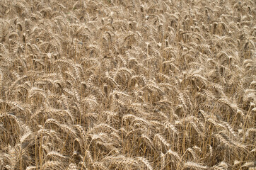Field with ripe wheat ears  in day
