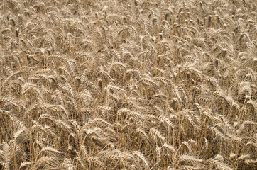 Field with ripe wheat ears  in day