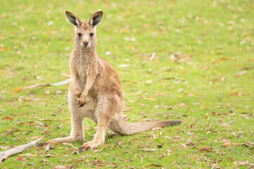 Closeup of a cute Forester Kangaroo, native to Australia