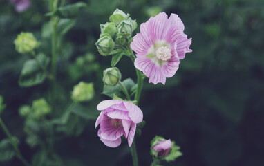 Selective focus on white butterfly on lavender, beauty in bature, beautiful flower in flower garden