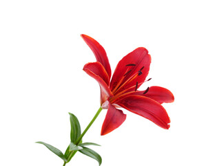 Beautiful red lily.
