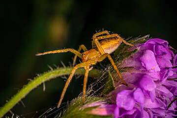 a small yellow-green spider weaves a web on a clover flower.