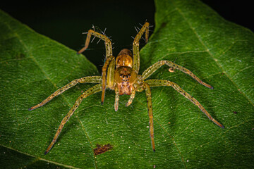 front view of a yellow-green spider perched on the edge of a leaf
