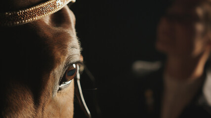 Close-up view of the head of a dark brown horse wearing head jewelry during the nighttime in the...