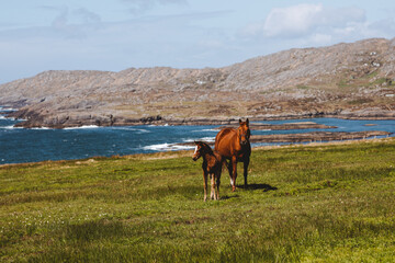Irish horse with foal on the Beara Peninsula, Ireland.