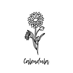 Calendula. Ayurveda. Natural herbs. Ayurvedic herbs, medicines. Herbal illustration. A medicinal plant. The style of doodles. Medicines for health from plants. Aromatherapy. 