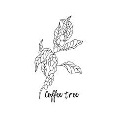 Ayurvedic herbs, medicine. Ayurveda. Natural herbs. Doodle style. Coffee tree. Coffee beans. Medicines for health from plants. Tonic effect. Invigorating herbs.