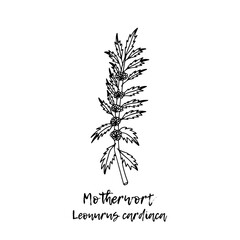Leonurus cardiaca. Ayurveda. Natural herbs. Ayurvedic herbs, medicines. Herbal illustration. A medicinal plant. The style of doodles. Medicines for health from plants. 