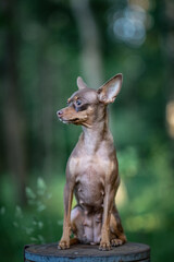 Portrait of a young beautiful purebred Toy Terrier in the park, close-up.