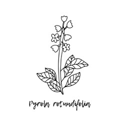 Pyrola rotundifolia. Ayurveda. Natural herbs. Ayurvedic herbs, medicines.The style of doodles. Medicines for health from plants. Herbal illustration. A medicinal plant. 