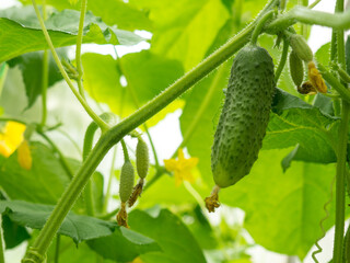 blooming small cucumbers on a branch in a greenhouse