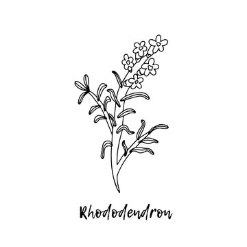 Rhododendron adamsii herbal illustration, a medicinal plant. Ayurvedic herbs, medicines. Ayurveda. Natural herbs. The style of doodles. Medicines for health from plants.