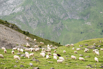 Herds of sheep grazing in the meadows and mountains of the high Aragonese Pyrenees in summer