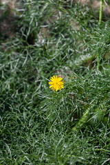 Close-up view of a yellow dandelion flower
