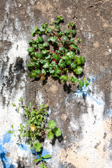Plants growing through a cracked concrete wall.