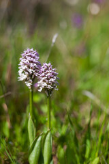 Lady orchid Orchis purpurea flowering protected plants