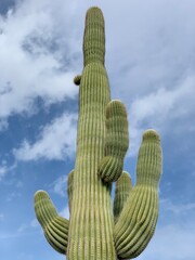saguaro cactus