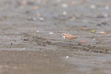 Lesser sand plover (Charadrius mongolus) at Bakkhali, West Bengal, India.