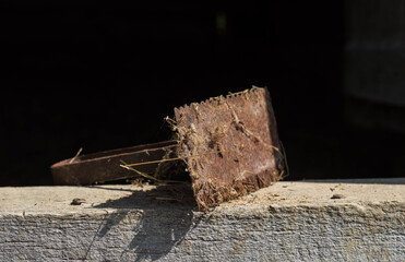 Old iron comb for cattle. Comb for cows or traditional brush