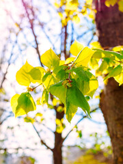 young leaves of a chestnut tree in the rays of the spring sun