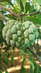 Anoda fruit