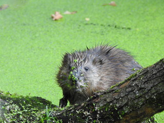 Muskrat in ambush
