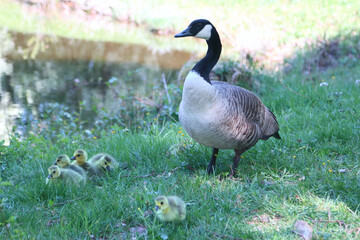 Canada goose  (Branta canadensis)