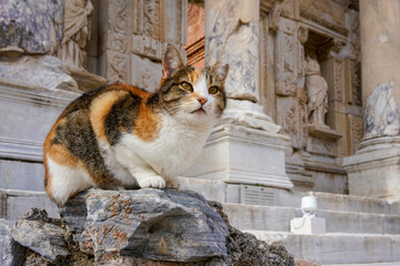 Cat sitting on stone outside ancient building