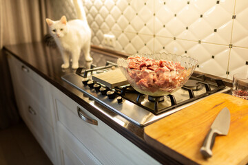 Meat in glass bowl on gas stove while cat standing on counter in kitchen