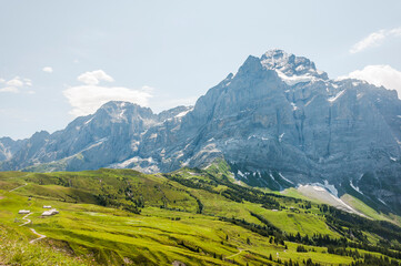 Grindelwald, Wetterhorn, Grosse Scheidegg, Wellhorn, Gistellihorn, Bärglistock, Oberer Grindelwaldgletscher, First, Berner Oberland, Alpen, Wanderweg, Höhenweg, Sommer, Schweiz