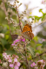 close up of a silver-washed fritillary butterfly (argynnis paphia) on a blackberry (rubus) blossom seen at Mattinata, Gargano National Park, Apulia Italy; biodiversity save the ecosystem concept
