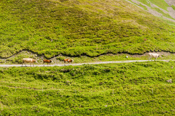 Grindelwald, Berner Oberland, Schwarzhorn, First, Wanderweg, Höhenweg, Kühe, Kuhherde, Kälber,...
