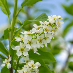 white cherry blossoms