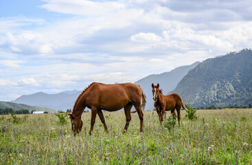 Fototapeta na wymiar Mare and foal grazing in a meadow in the mountains