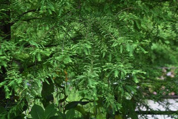 Bald cypress is a cupressaceae deciduous conifer that grows in wetlands.