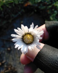daisy in hand