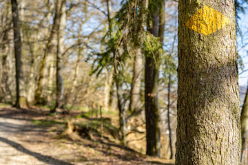 Painted yellow signpost on tree near pathway in woodland.