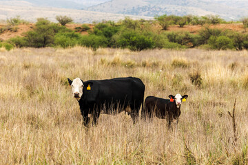 A cow and calf in a free-range field looking at the camera. 