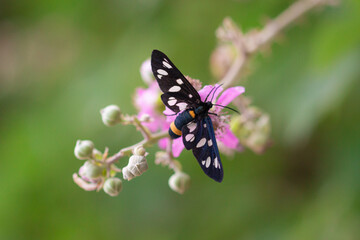 close up of nine-spotted moth or yellow belted burnet butterfly (amata phegea) on a blackberry (rubus) blossom seen at Mattinata, Gargano National Park, Apulia Italy; biodiversity save the ecosystem 