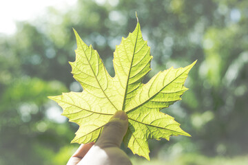 A hand holding a green leaves and bokeh from green background
